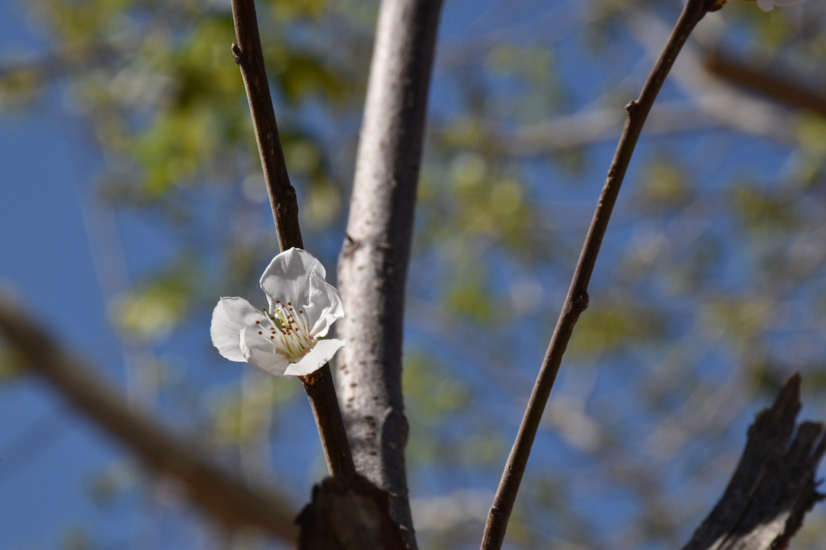 Nikon D5600 sample photo. Spring bloom photography