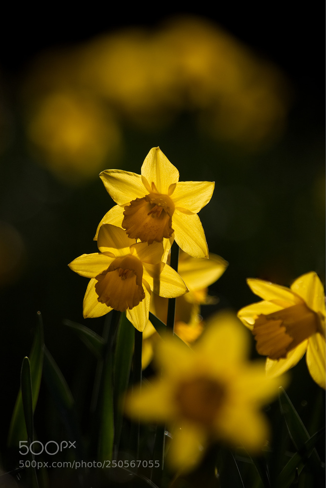 Canon EOS 70D sample photo. Daffs in the sun. photography