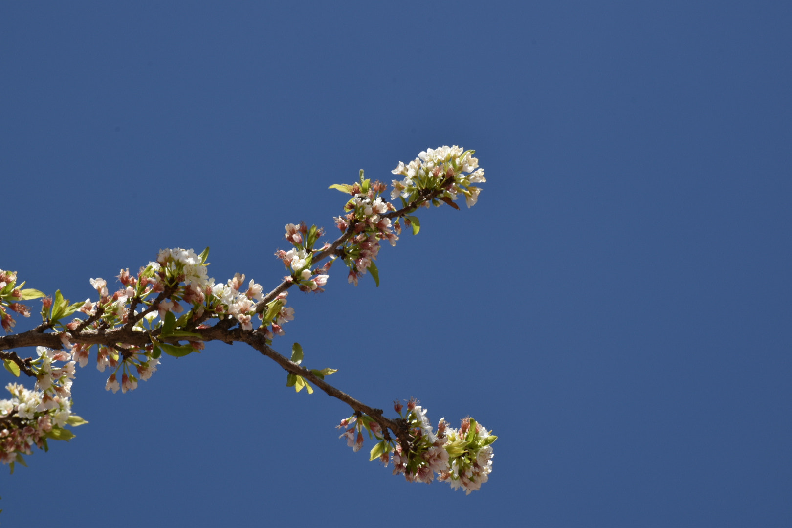 Nikon D5600 sample photo. Full of bloom branches photography