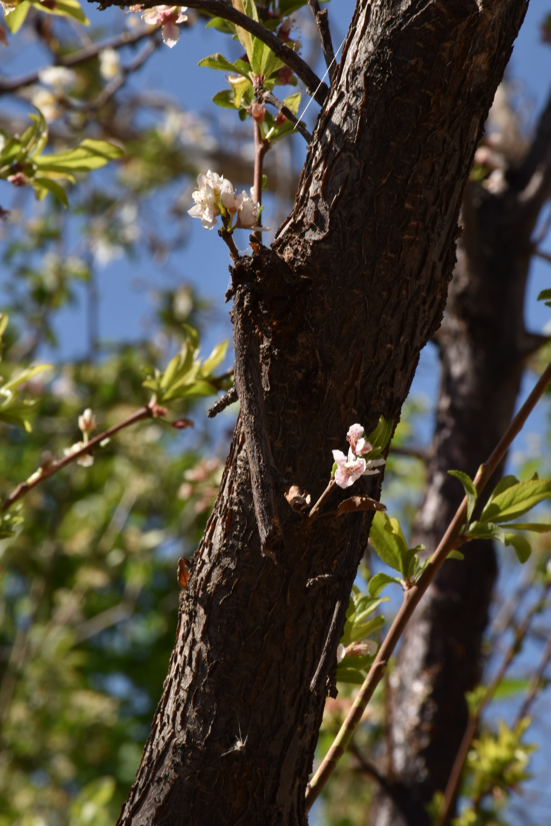 Nikon D5600 sample photo. Spring photography