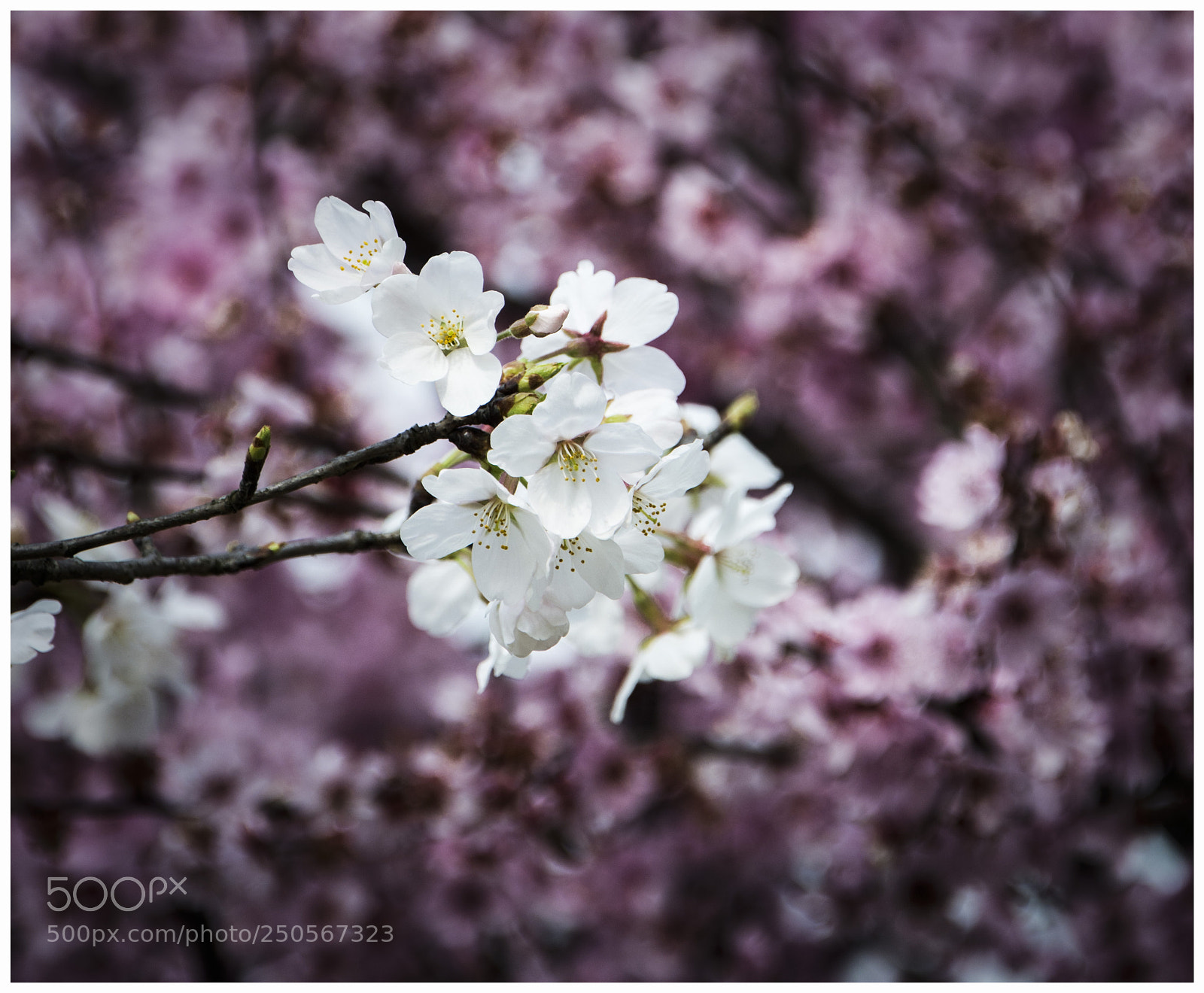 Nikon D7100 sample photo. Flower photography