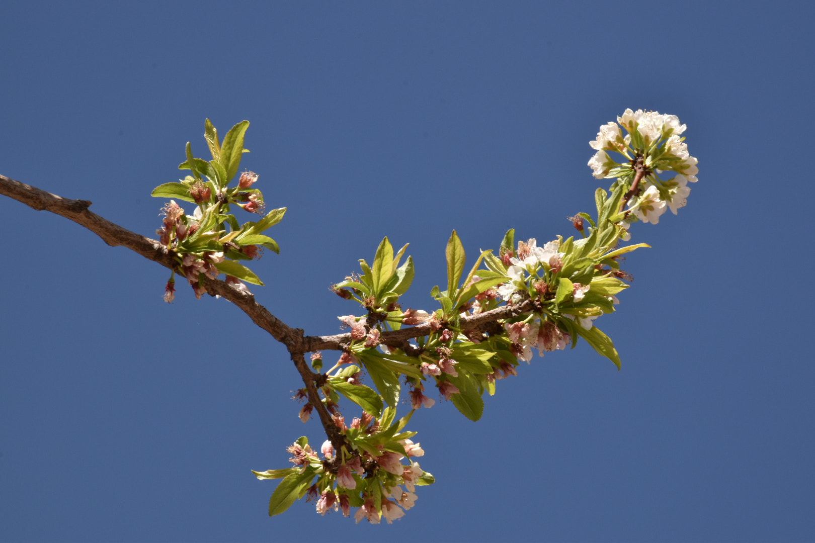 Nikon D5600 sample photo. Full of bloom branches photography