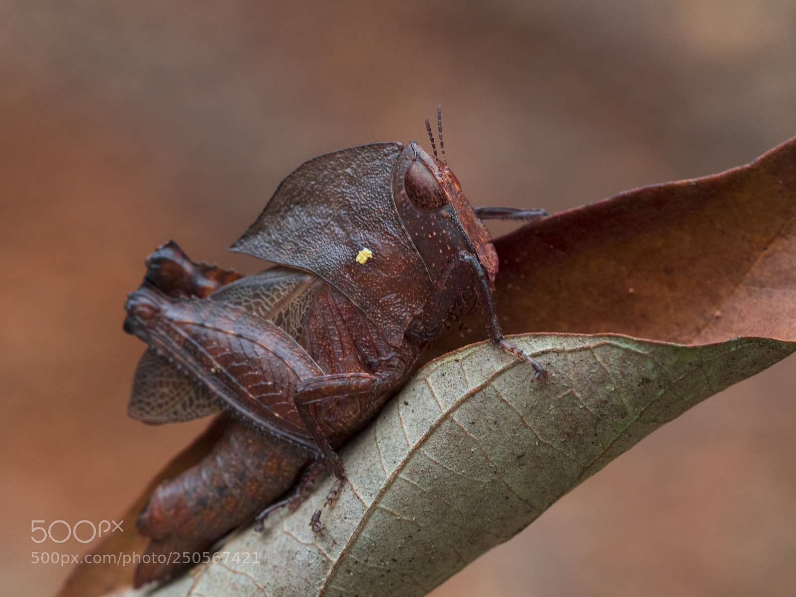 Olympus PEN-F sample photo. Dead leaf grasshopper photography