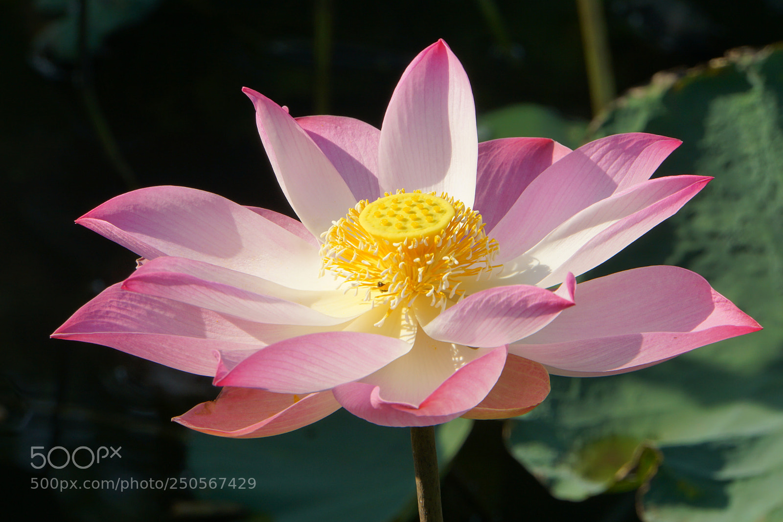 Sony a6000 sample photo. Lotus flower photography