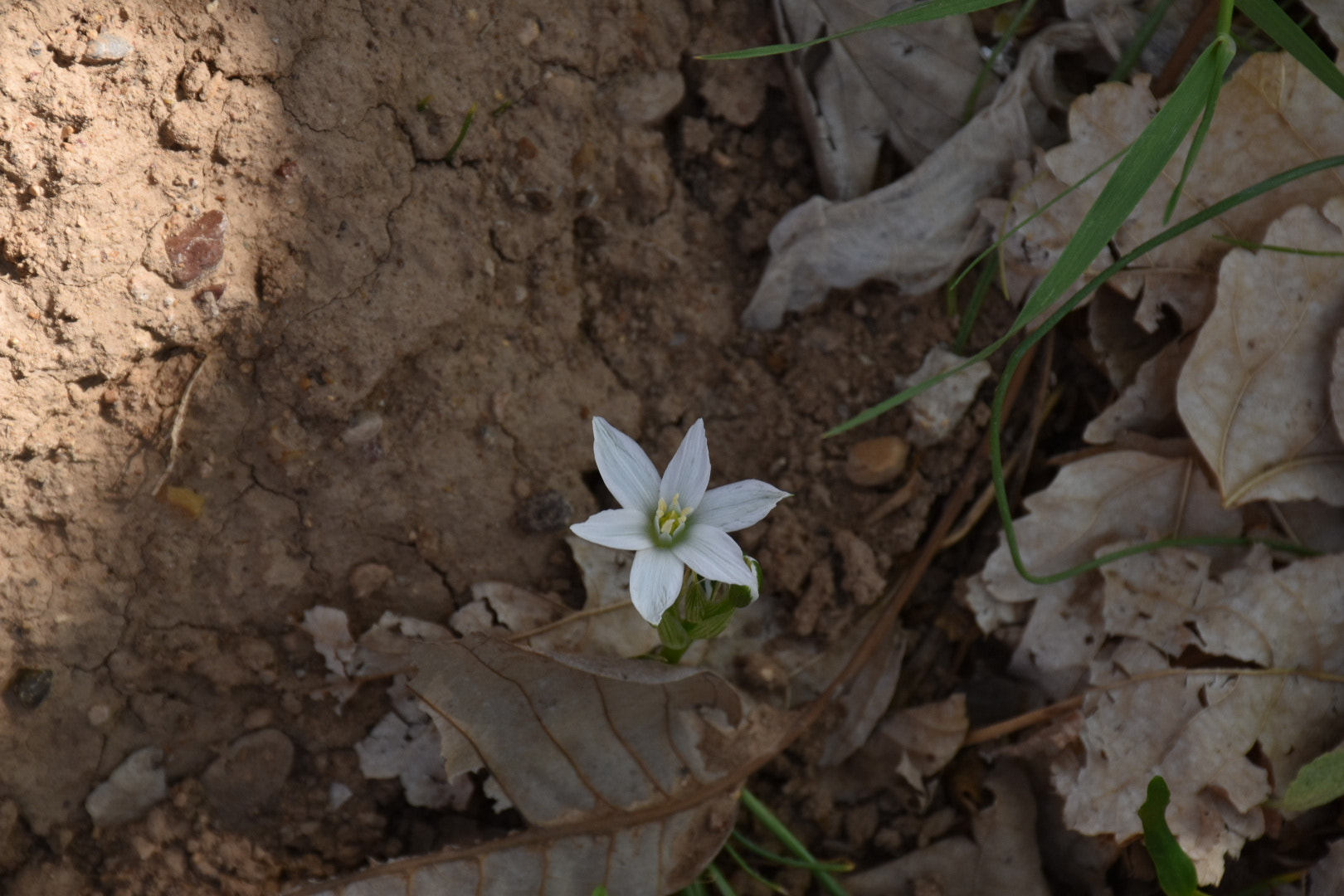 Nikon D5600 sample photo. Flower photography