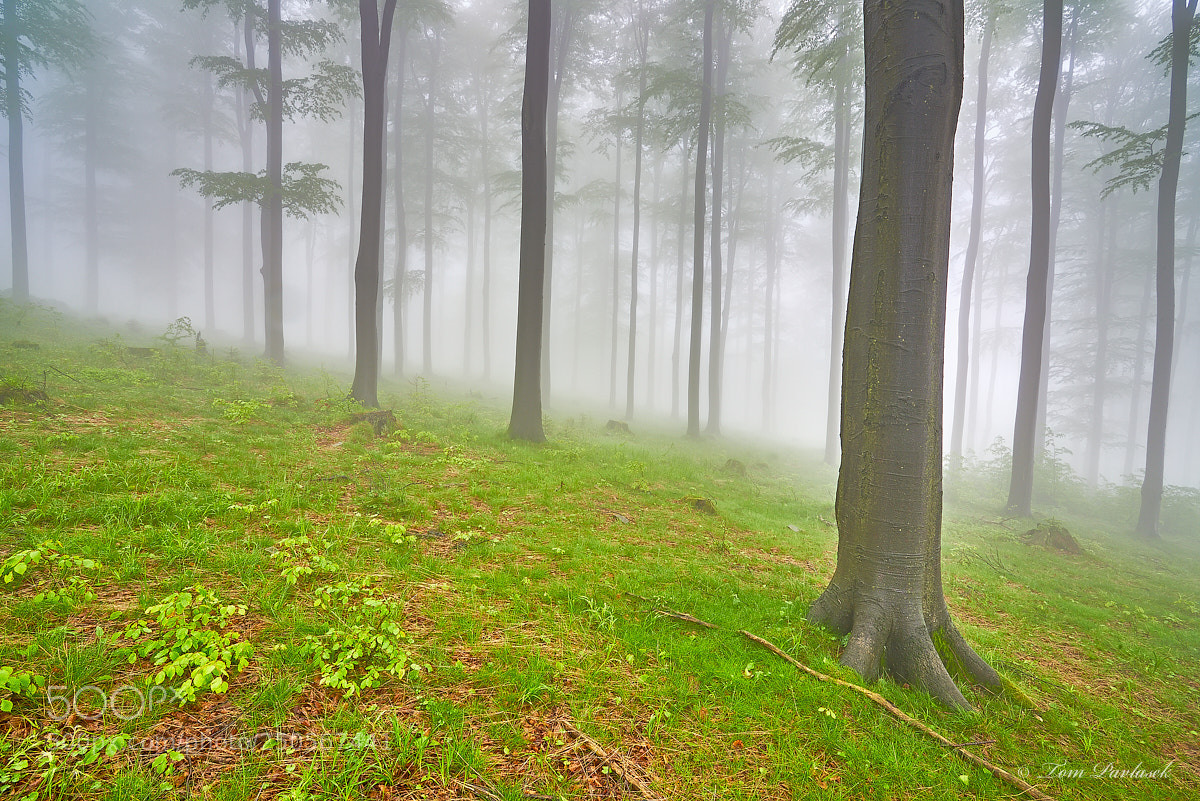 Nikon D600 sample photo. Beech forest photography