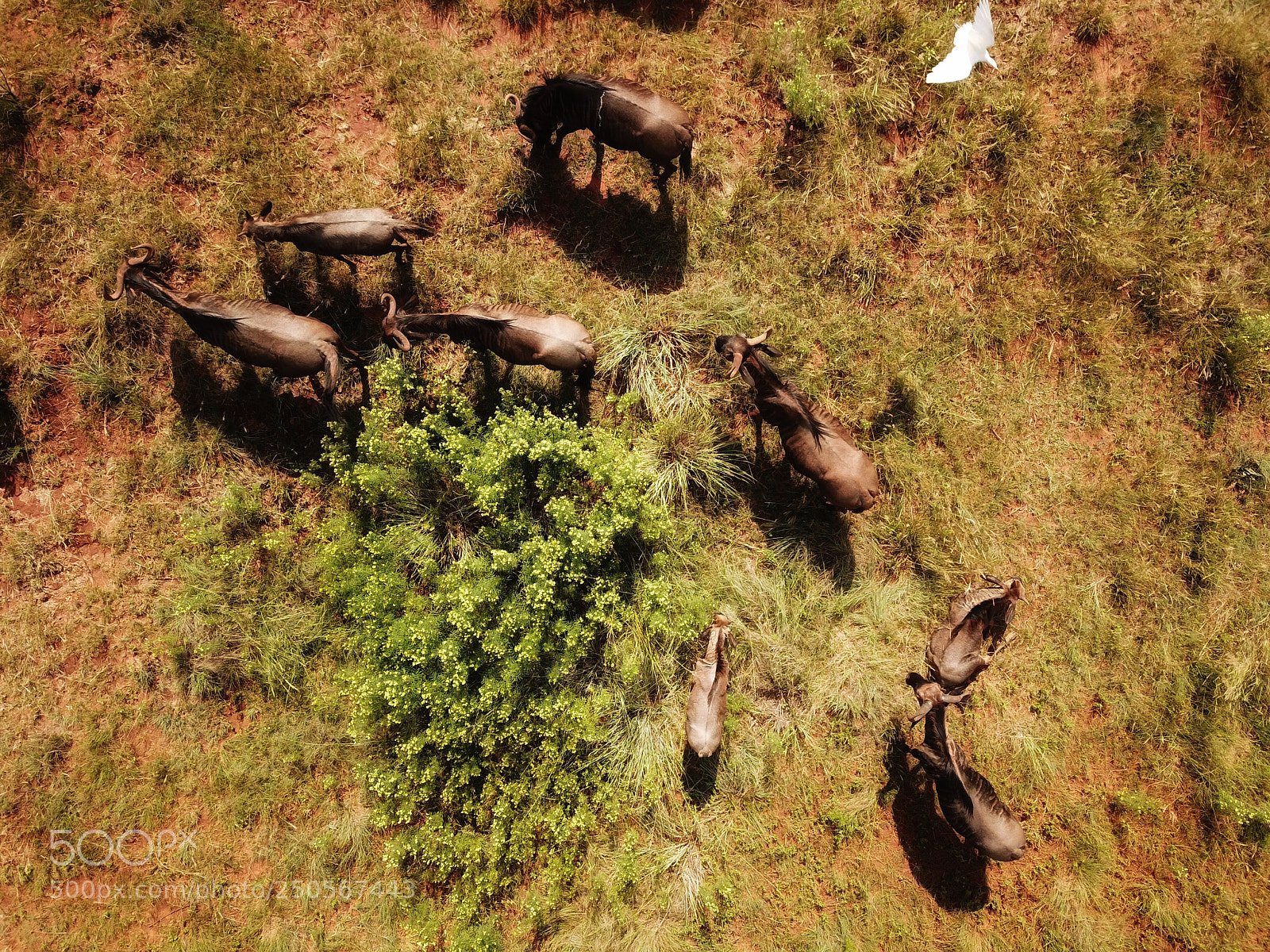 DJI FC220 sample photo. Untitled photography
