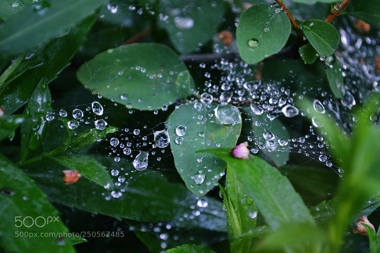 Nikon D3100 sample photo. After the rain photography