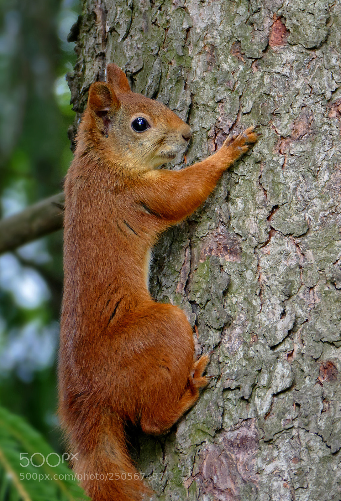 Panasonic Lumix DMC-FZ1000 sample photo. Squirrel photography