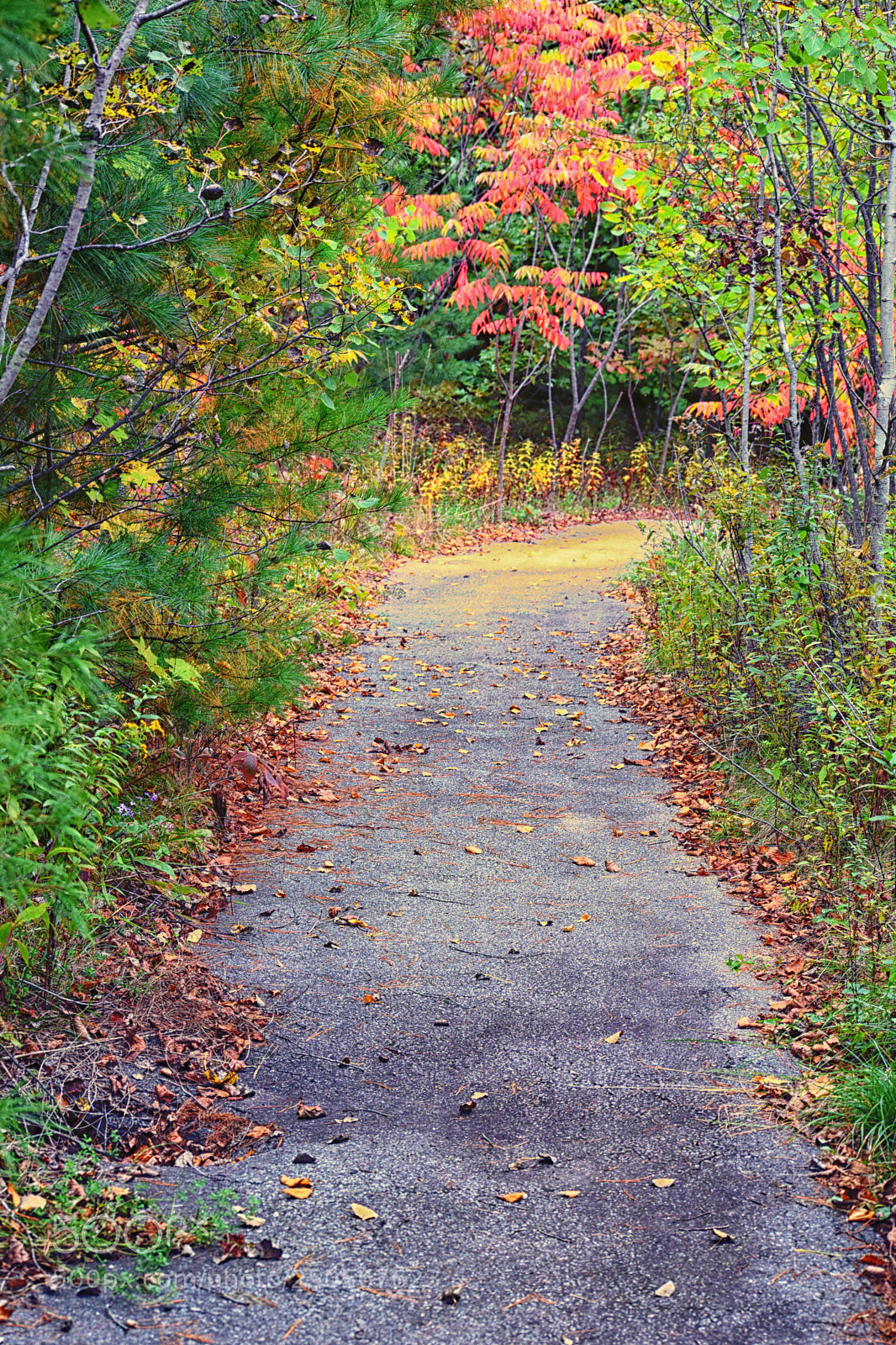 Nikon D3300 sample photo. Path photography