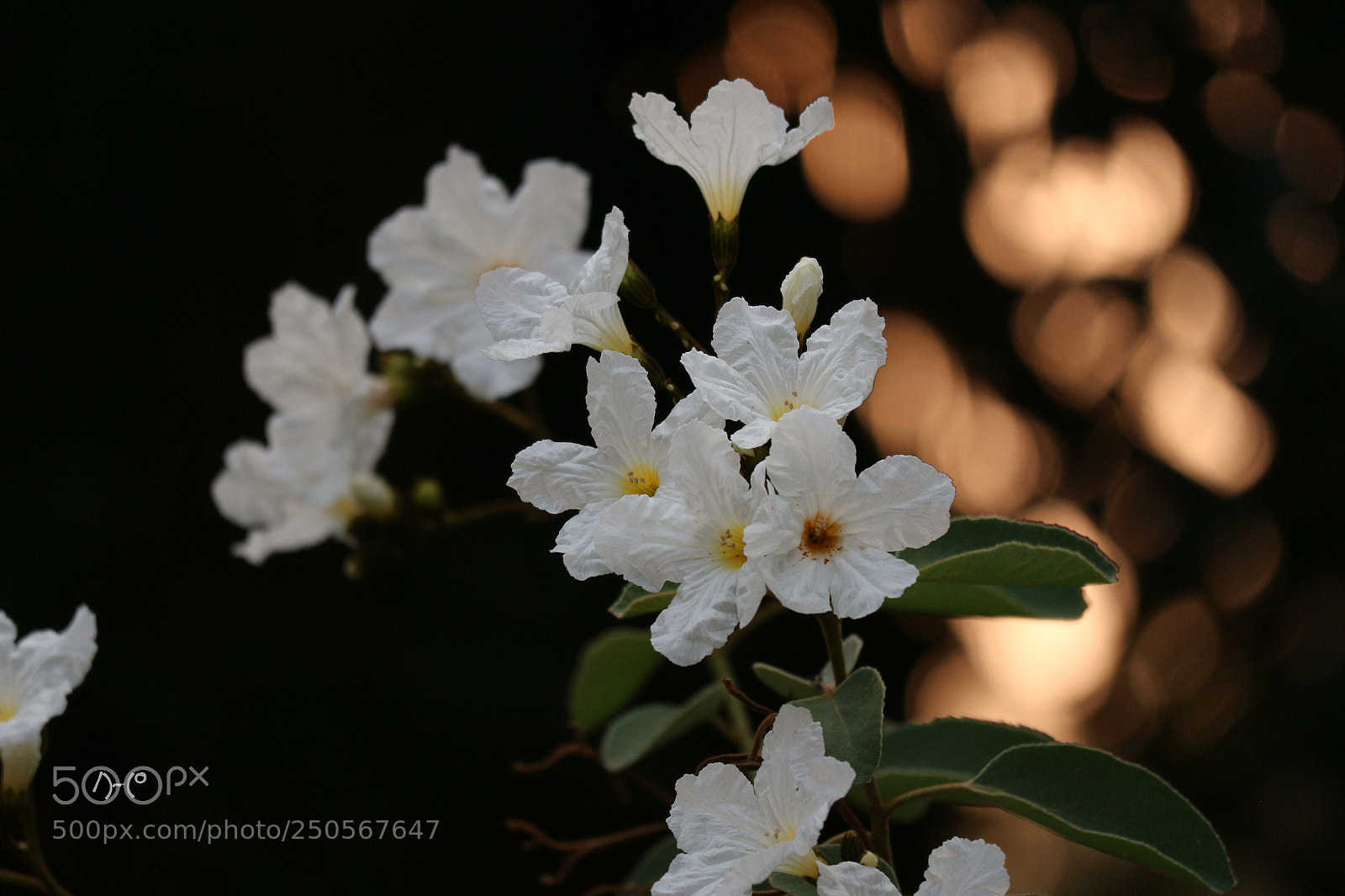 Canon EOS M10 sample photo. White flowers photography