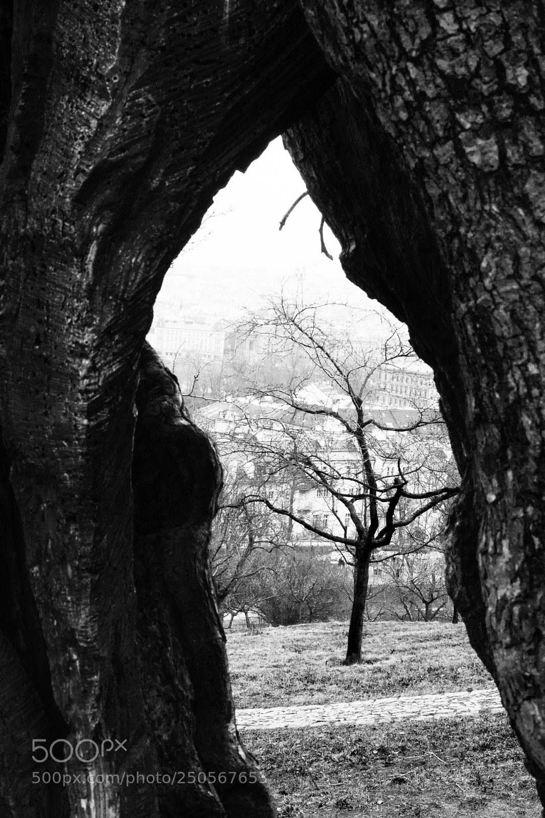Sony SLT-A58 sample photo. Through photography