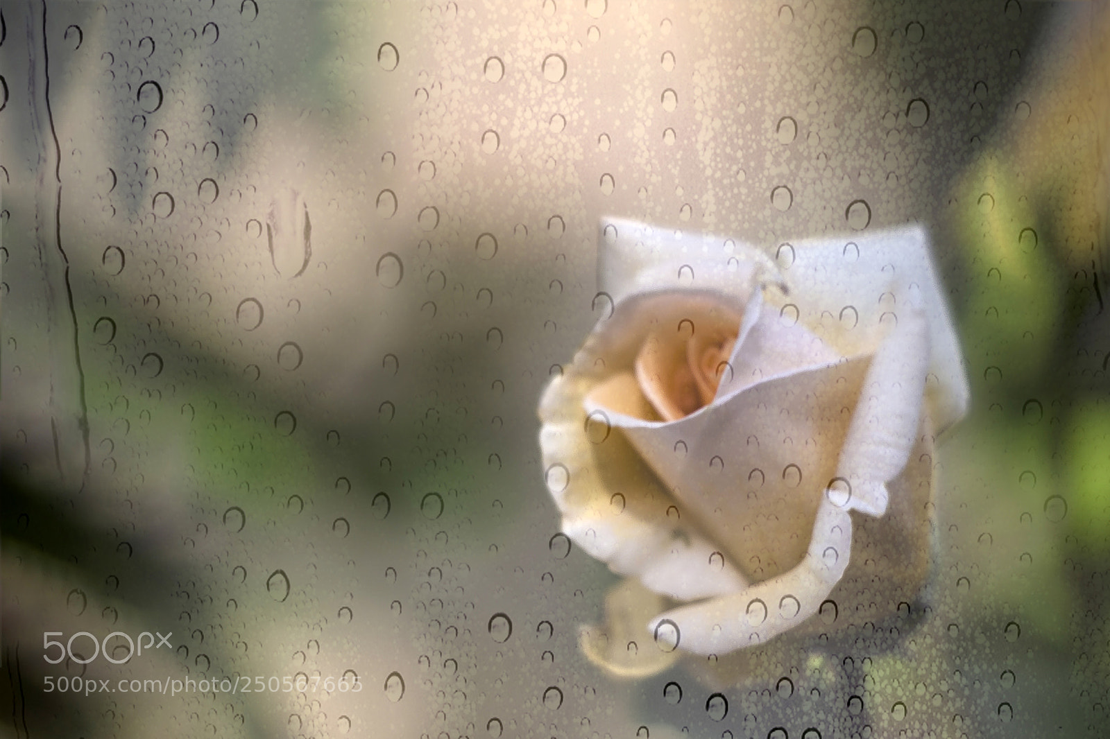 Canon EOS 650D (EOS Rebel T4i / EOS Kiss X6i) sample photo. Rose behind glass photography