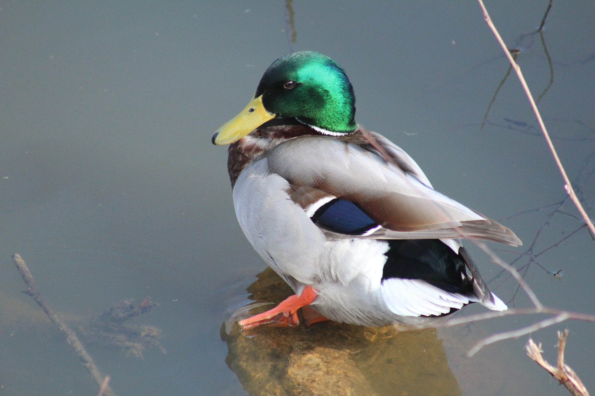 Canon EF 75-300mm f/4-5.6 USM sample photo. Img photography