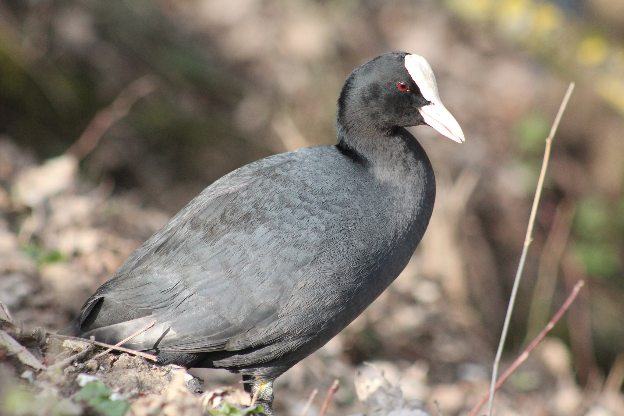 Canon EF 75-300mm f/4-5.6 USM sample photo. Img photography
