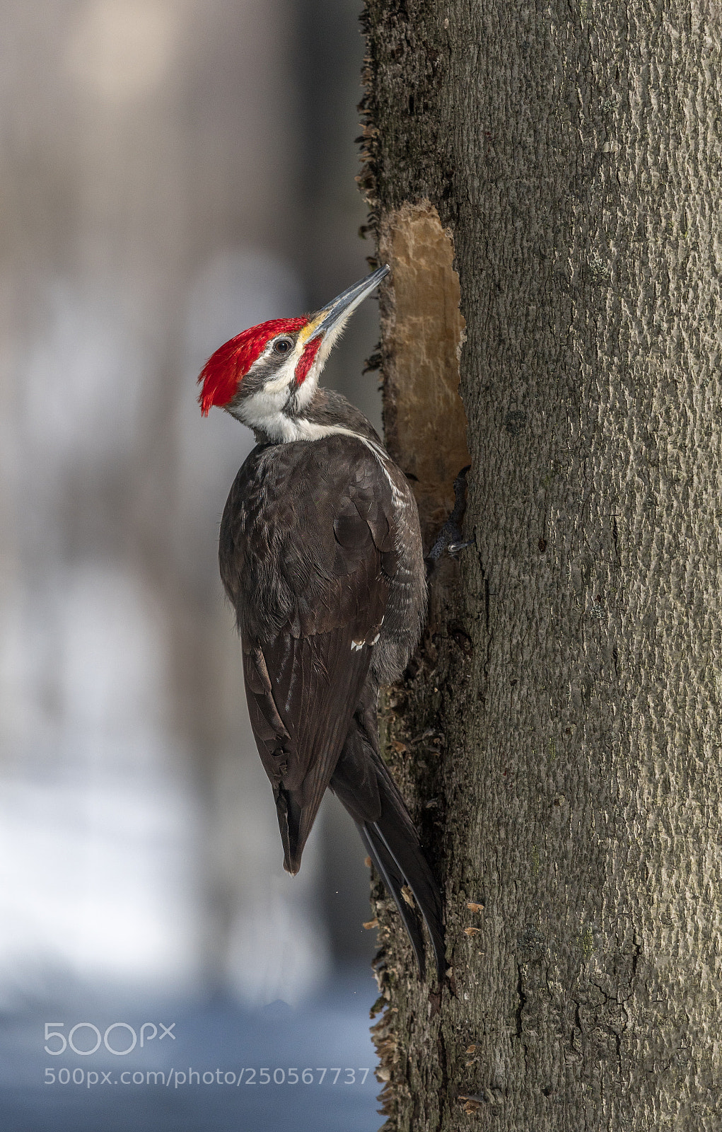 Nikon D500 sample photo. Grand pic  /  pileated woodpecker photography