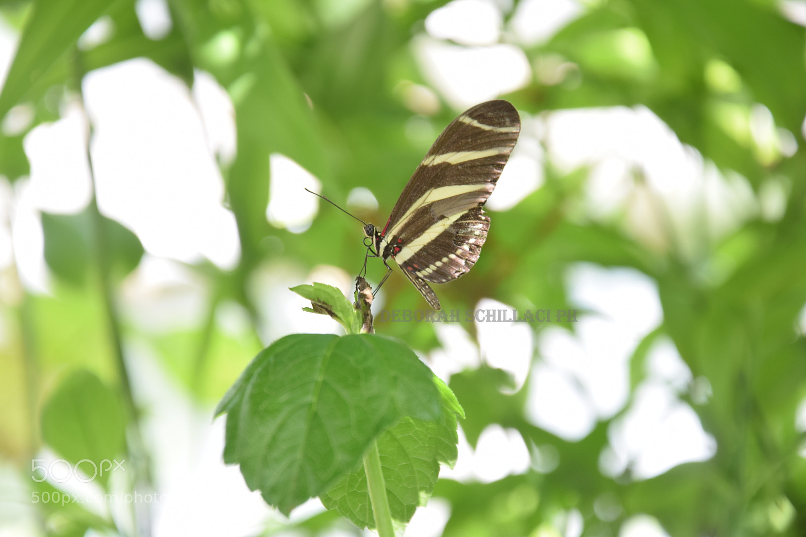 Nikon D3300 sample photo. Butterfly photography