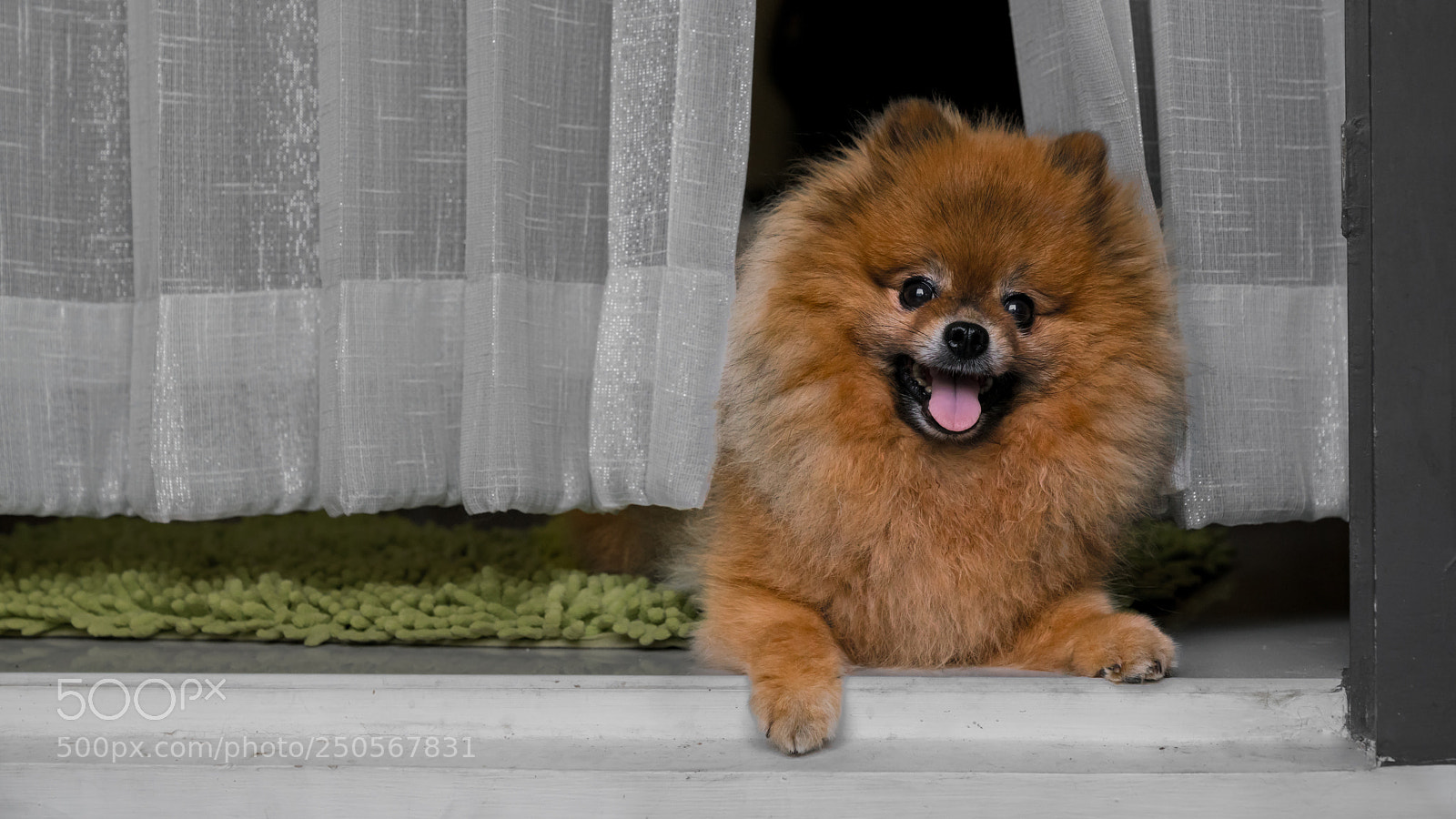 Sony a7R III sample photo. Hello! photography