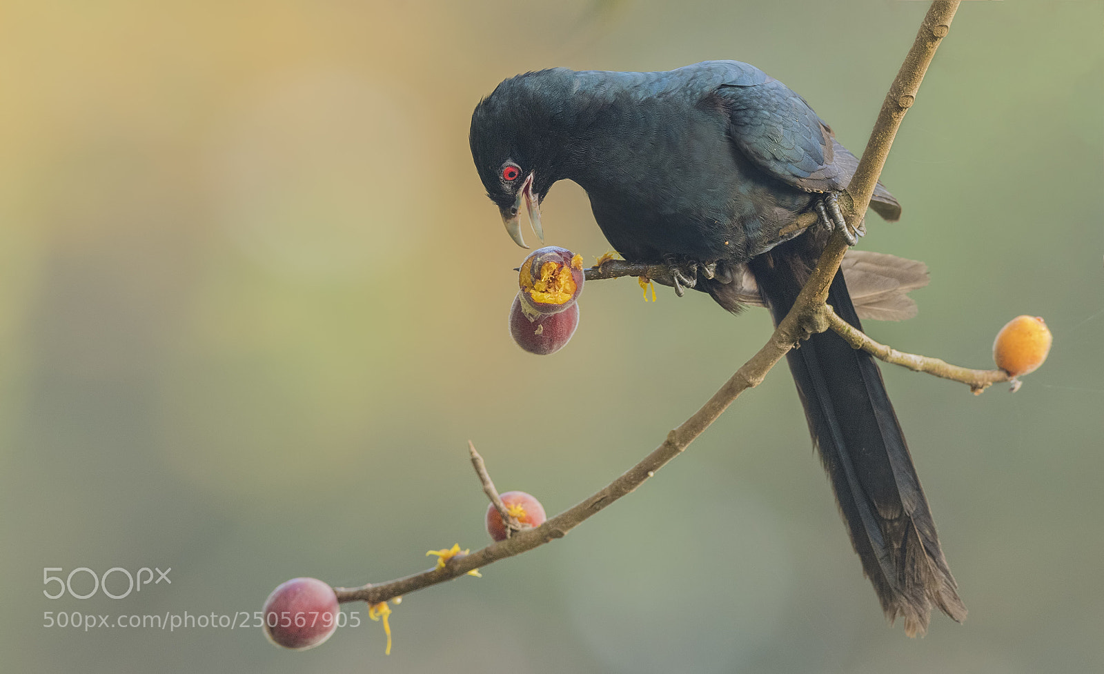 Nikon D500 sample photo. Asian koel male photography