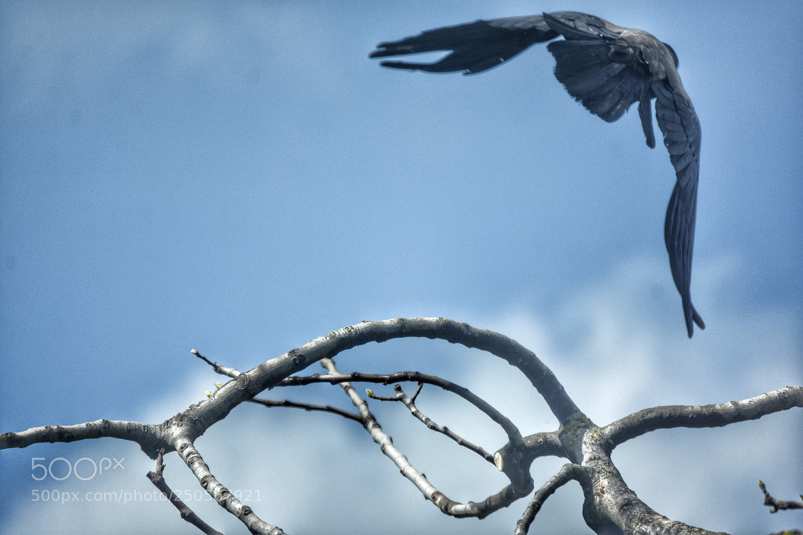Nikon D7200 sample photo. Cornacchia appena preso il photography
