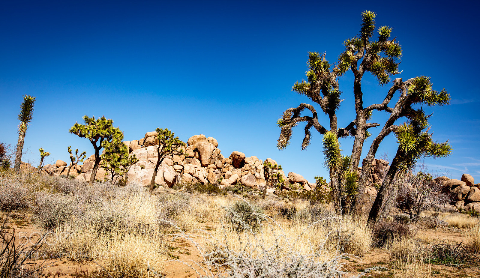 Canon EOS 5DS R sample photo. Joshua tree photography