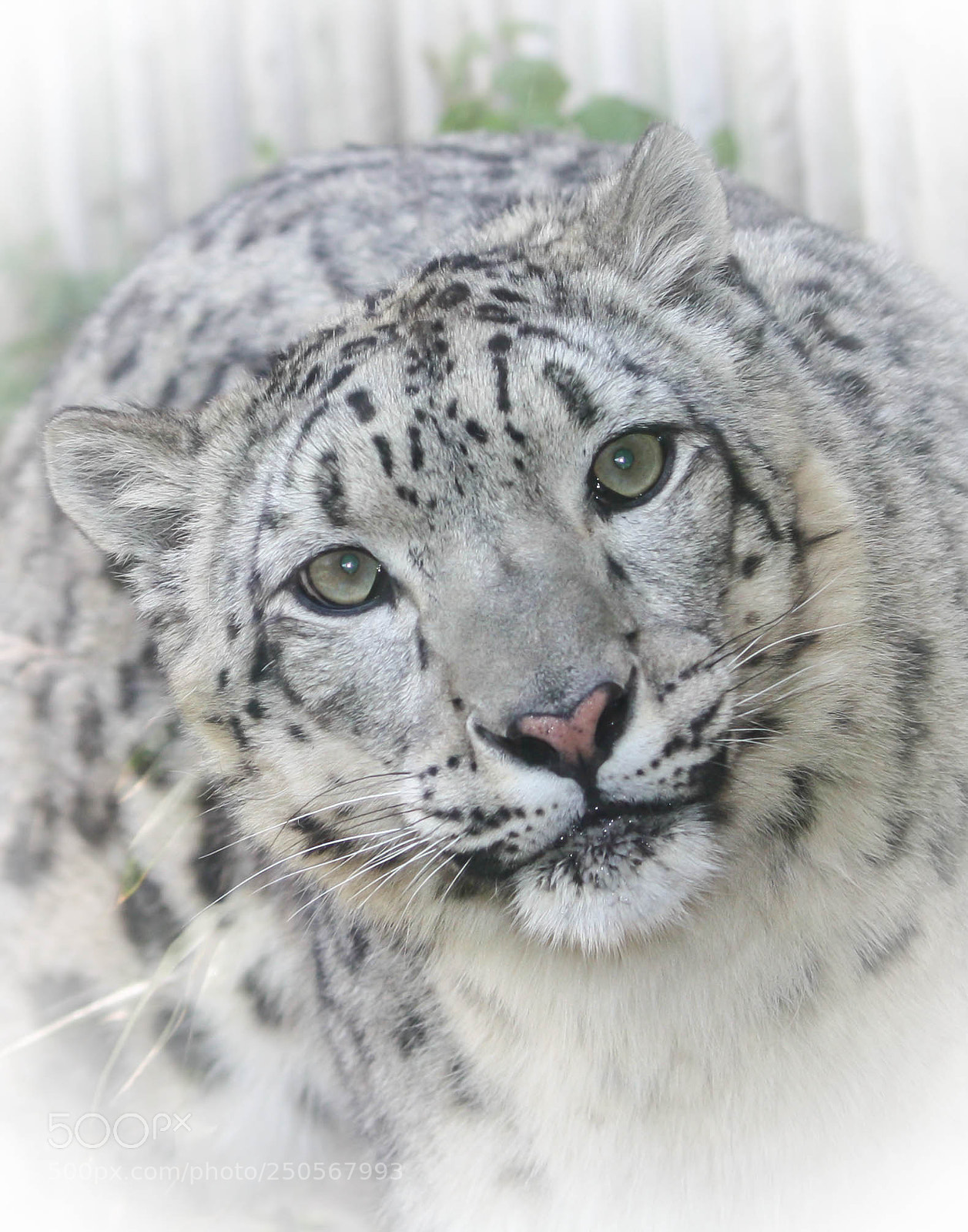 Canon EOS 1000D (EOS Digital Rebel XS / EOS Kiss F) sample photo. Snow leopard photography