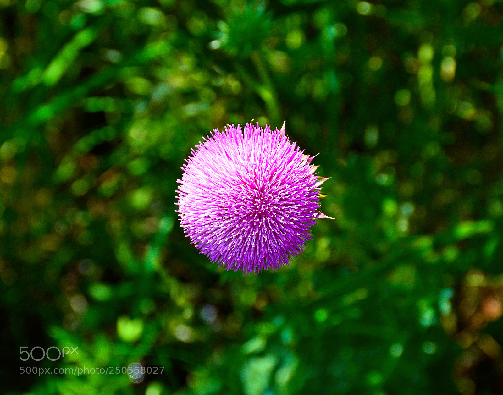 Nikon D7100 sample photo. Pink thistle study 2 photography