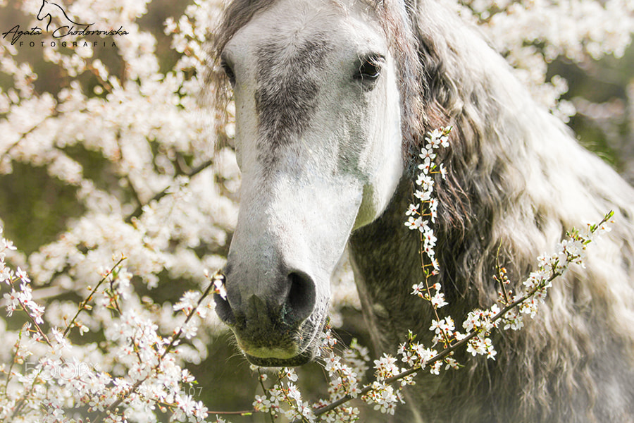 Canon EOS 7D sample photo. Spring photography