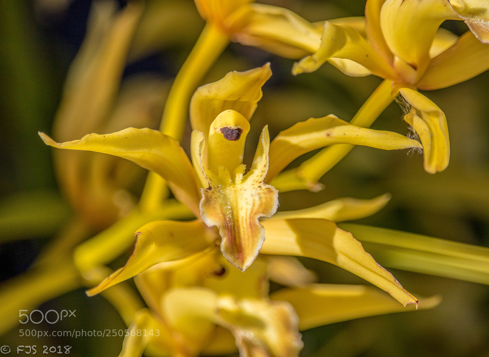 Canon EOS 7D Mark II sample photo. Orchid photography