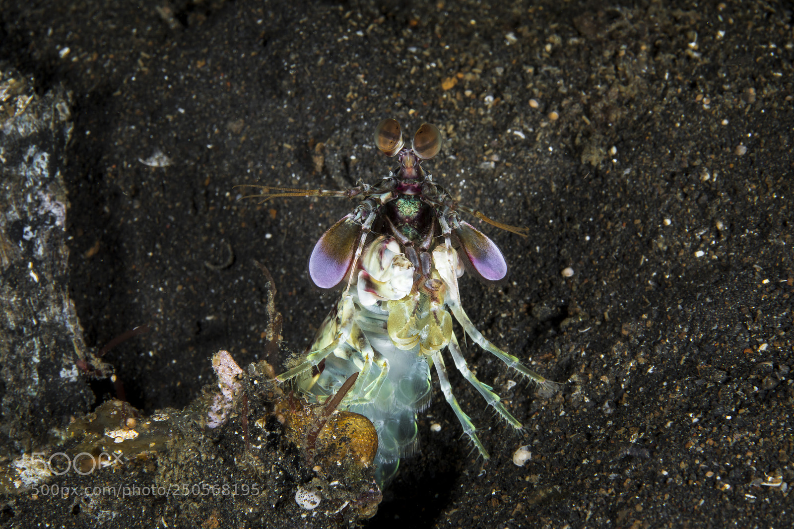 Canon EOS 5D Mark IV sample photo. Pink-eared mantis photography