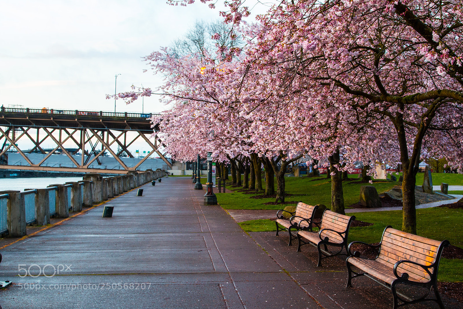 Canon EOS 70D sample photo. Cherrytrees photography