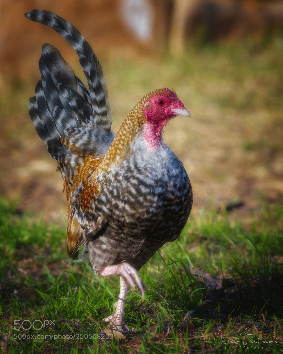 Nikon D3S sample photo. Omar the little rooster photography