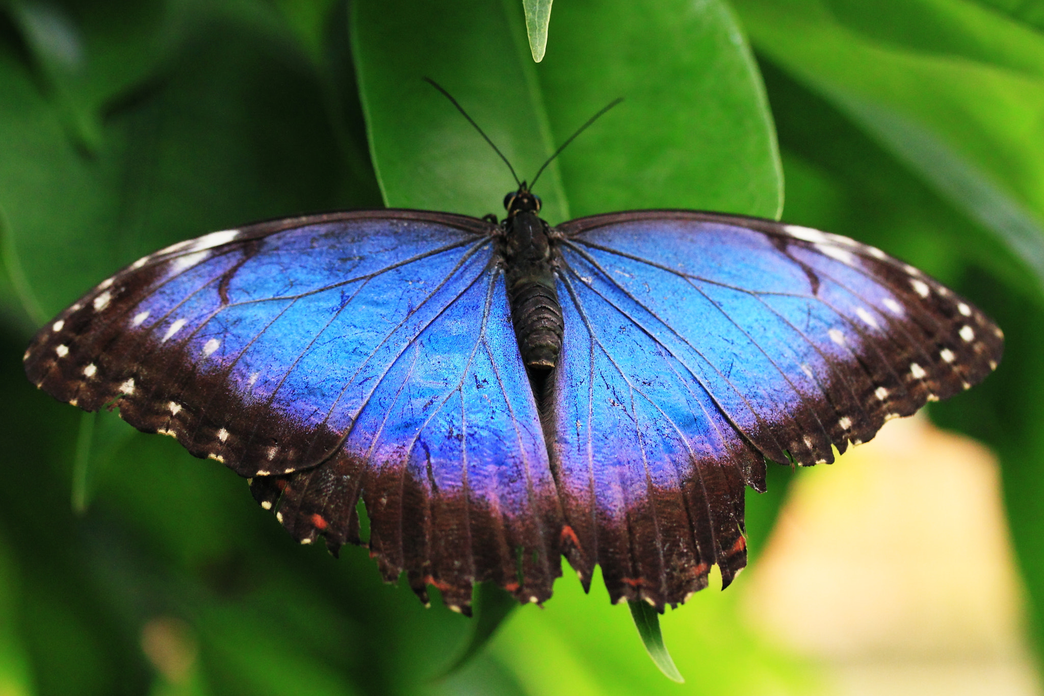 Canon EF-S 60mm F2.8 Macro USM sample photo. Papillon exotique 4 photography