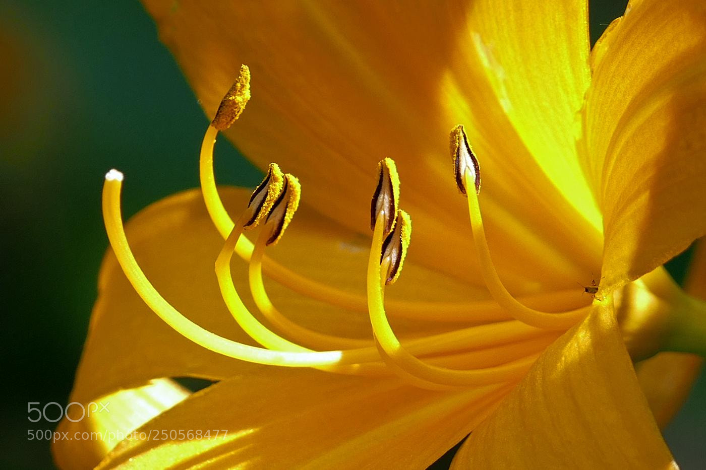 Panasonic Lumix DMC-FZ1000 sample photo. Lilium leichtlinii photography