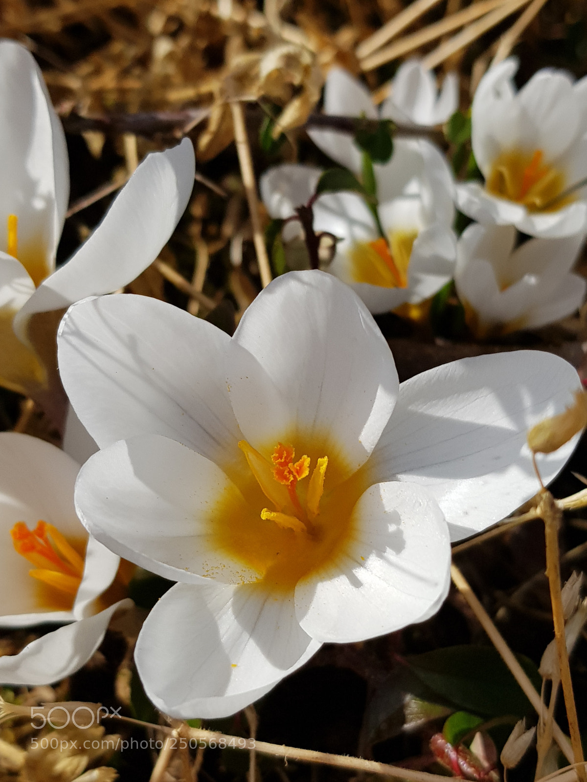 Samsung Galaxy S8 sample photo. Untitled photography