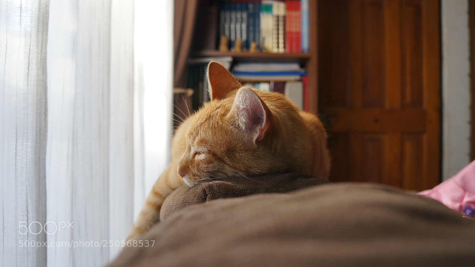 Sony Alpha NEX-5N sample photo. Leo 500 photography