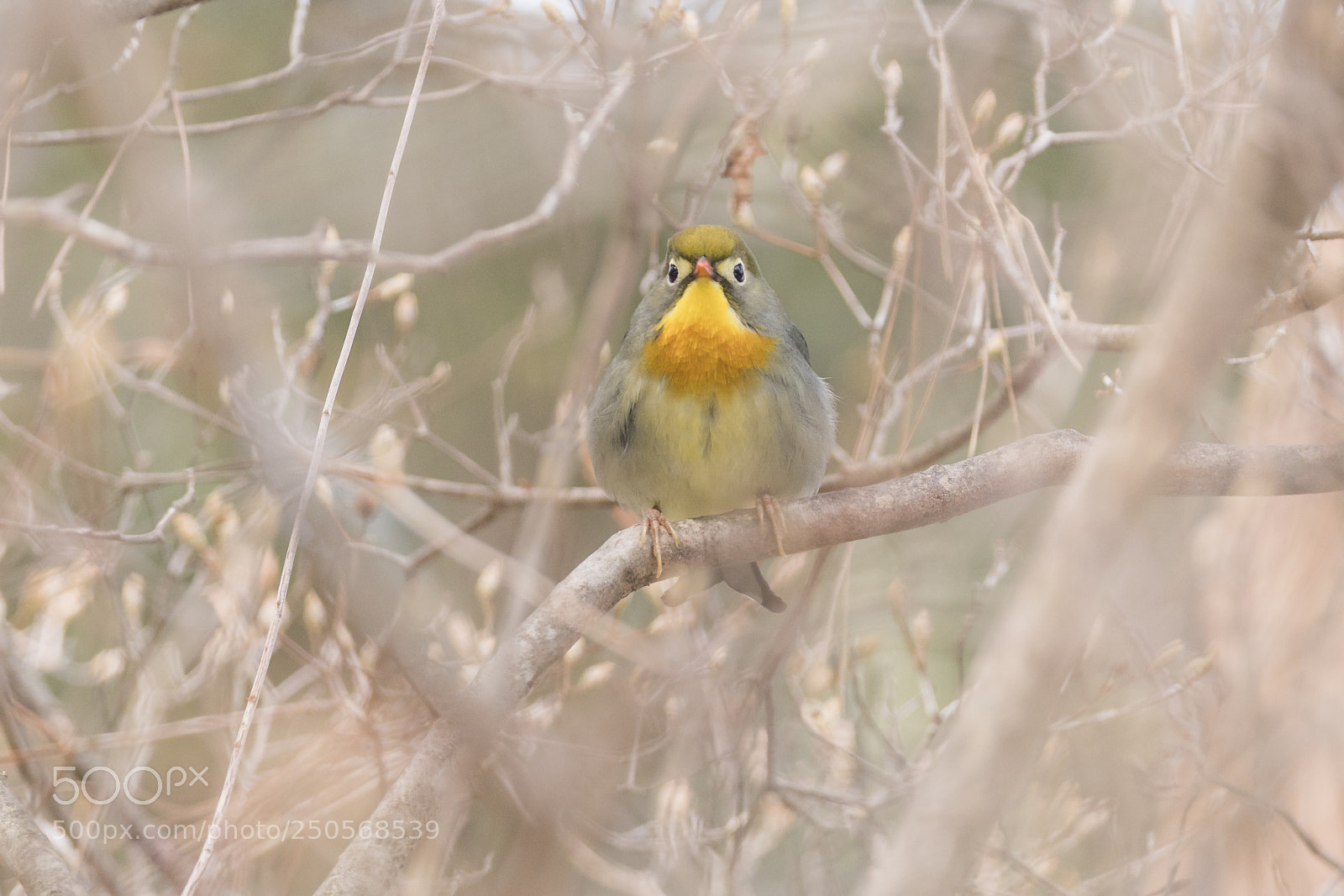 Sony a6300 sample photo. Japaness bird at takayama photography