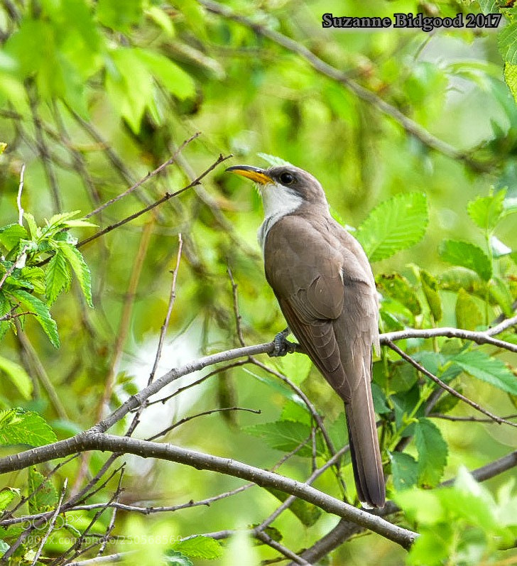 Nikon D5500 sample photo. Yellow billed cuckoo photography