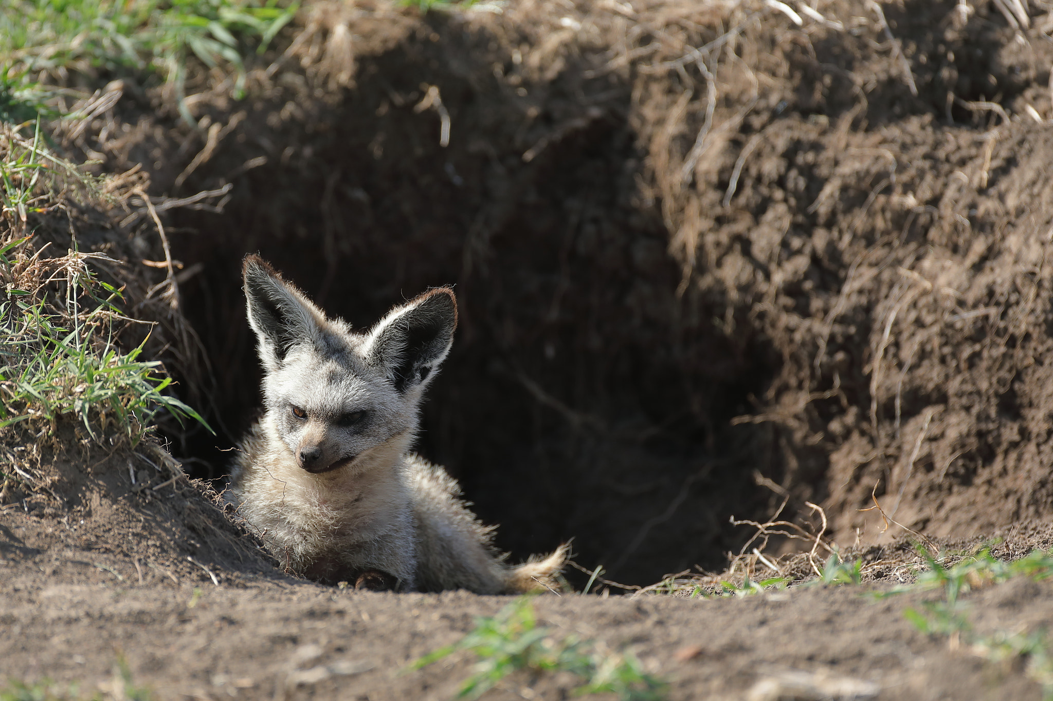 Canon EF 500mm F4L IS USM sample photo. Bat eared fox photography