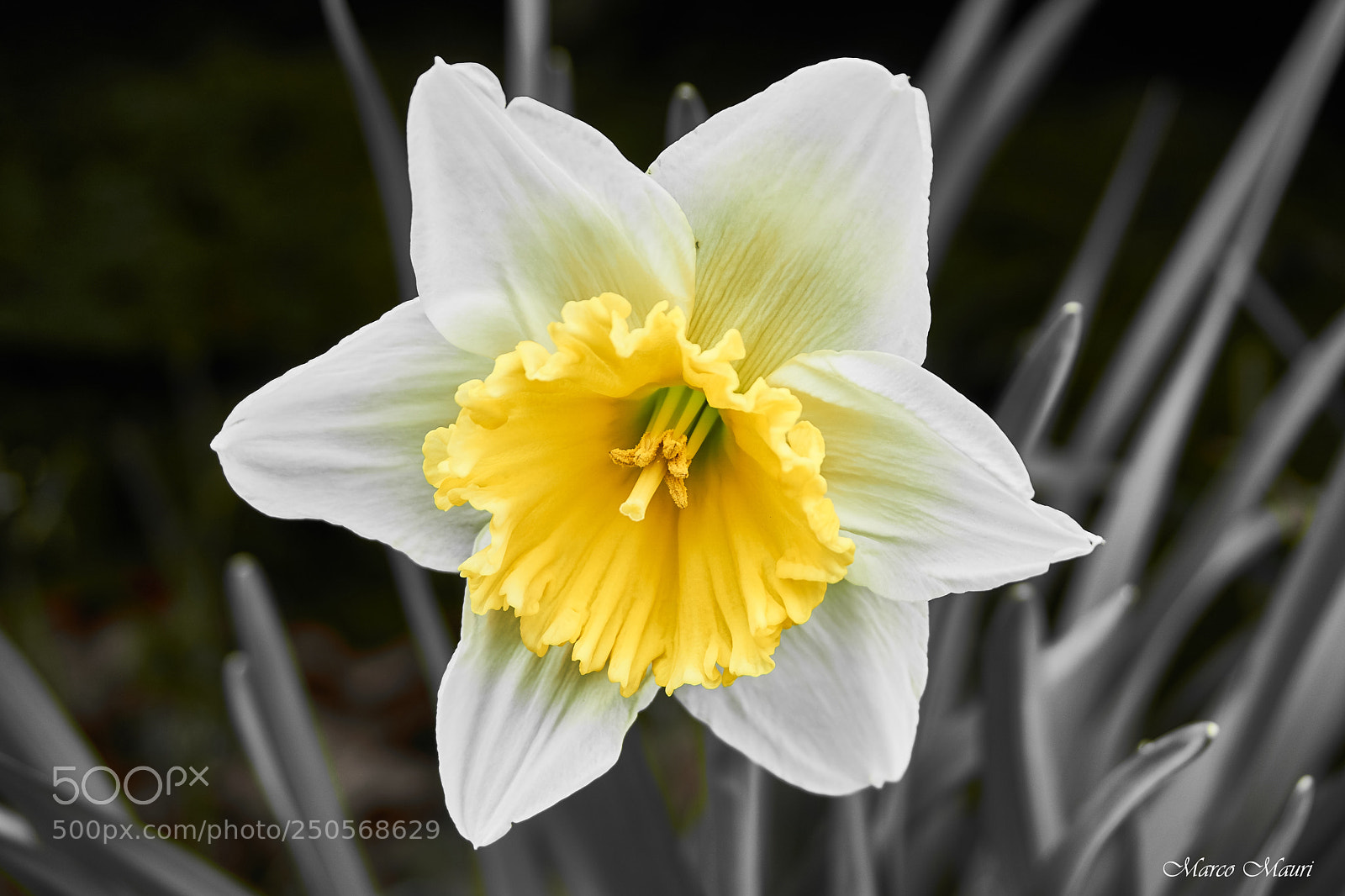 Sony a6000 sample photo. Giunchiglia photography