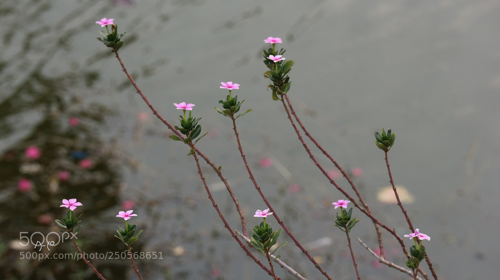 Canon EOS M10 sample photo. Periwinkle photography