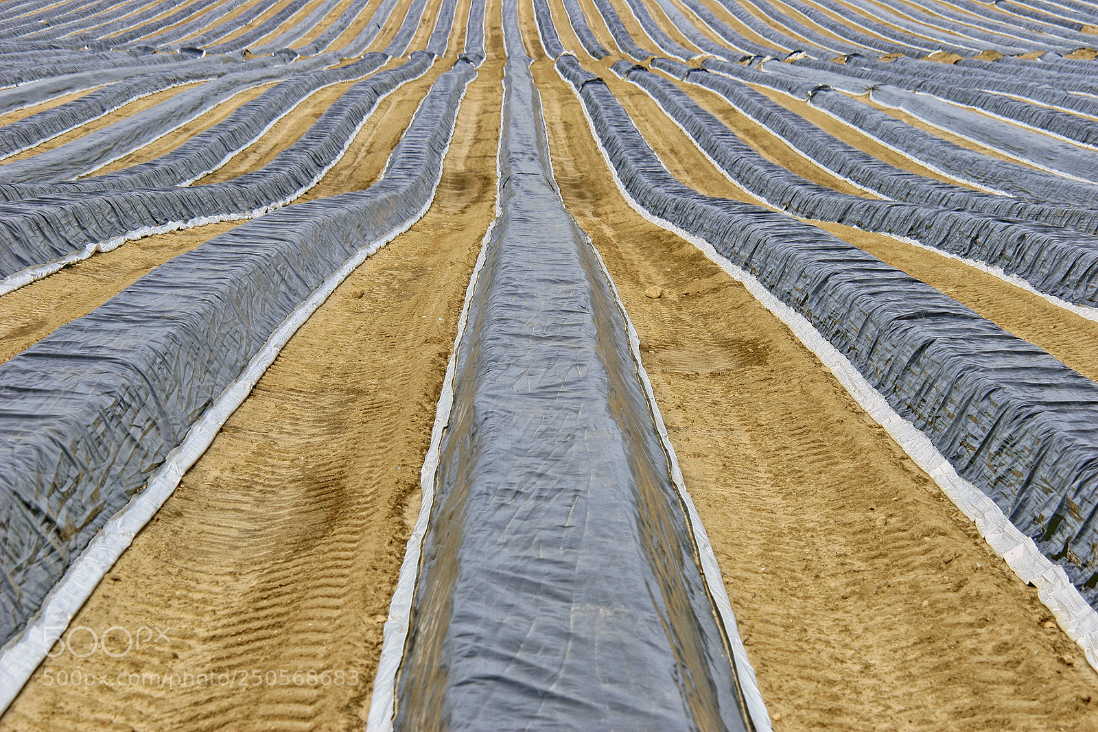 Canon EOS 30D sample photo. Asparagus field photography