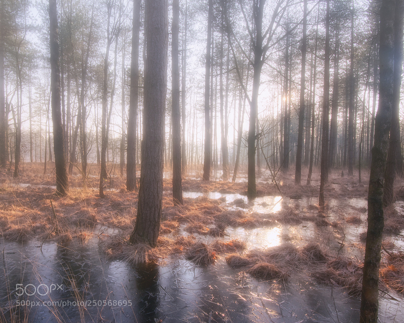 Nikon D800 sample photo. Foggy fairy tale forest photography