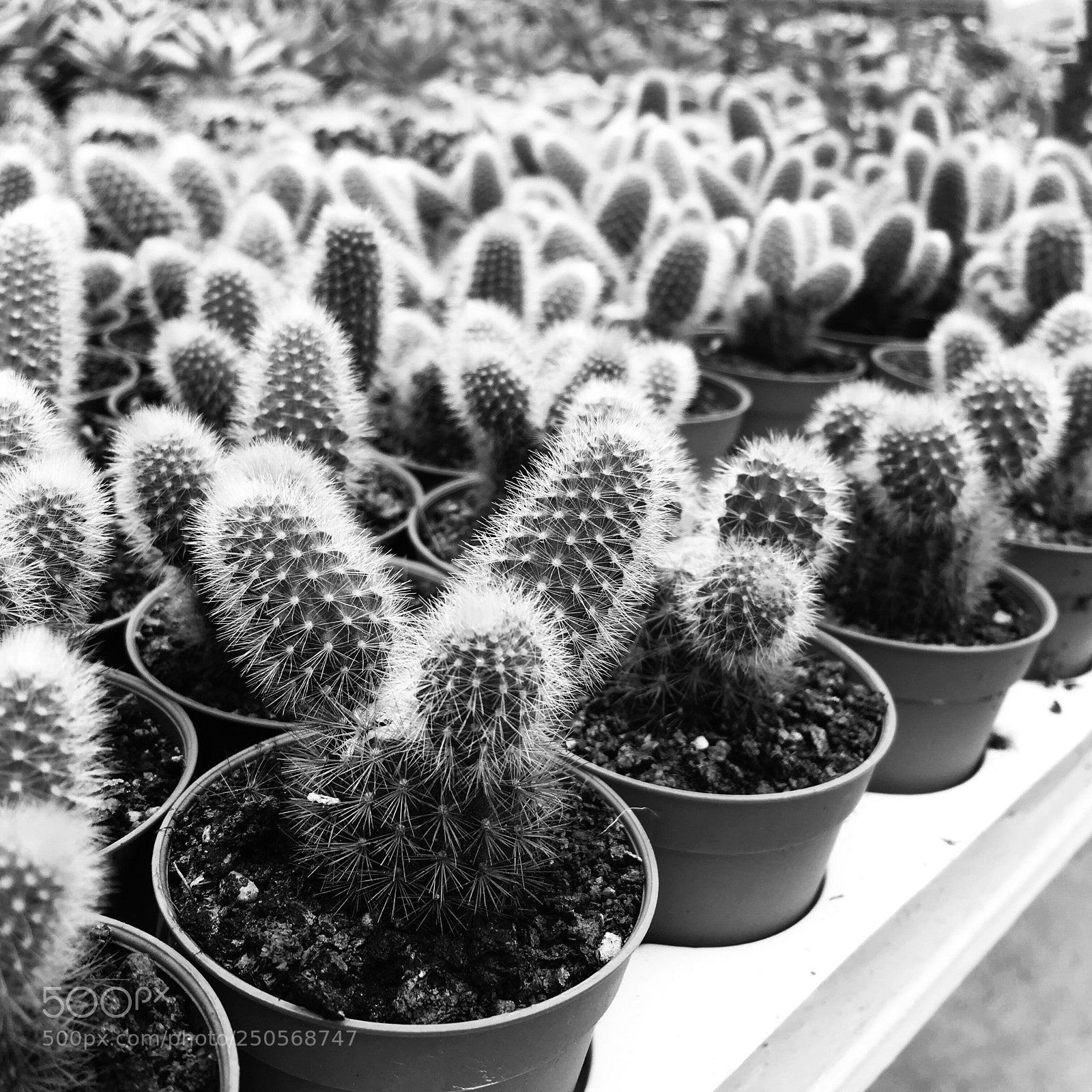 Apple iPhone 6s sample photo. Cactus  photography