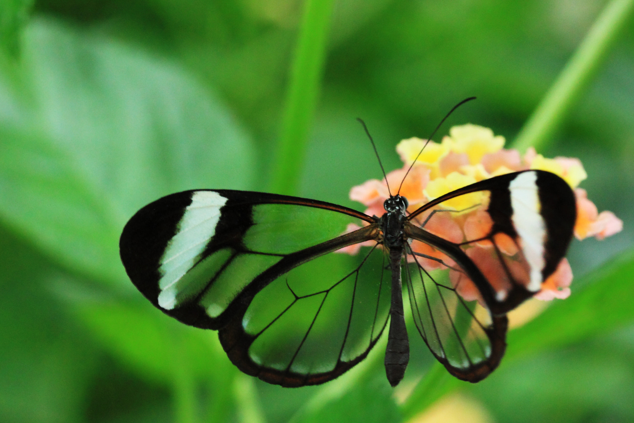 Canon EF-S 60mm F2.8 Macro USM sample photo. Papillon exotique 5 photography