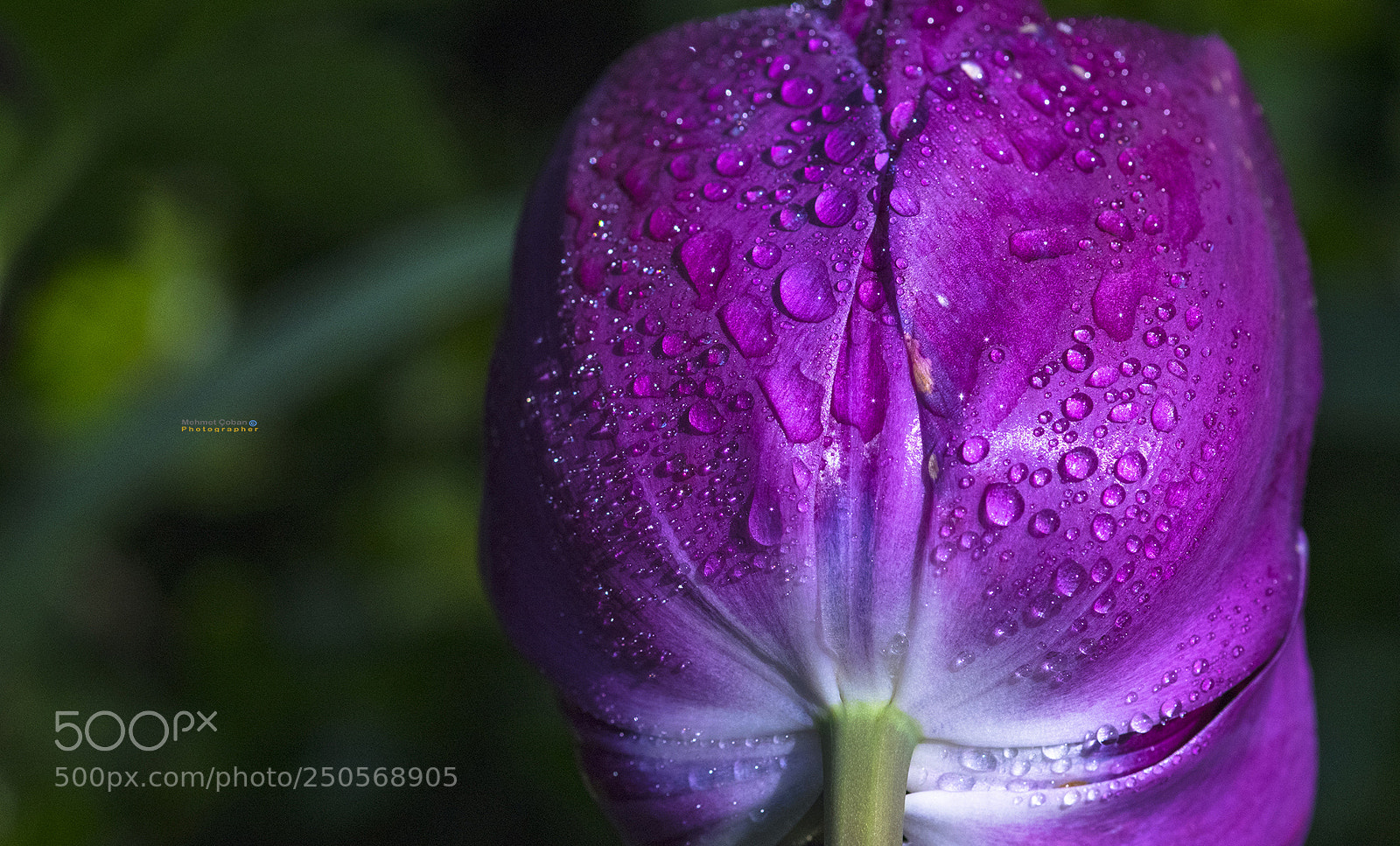 Pentax K-3 II sample photo. Detail-tissue photography