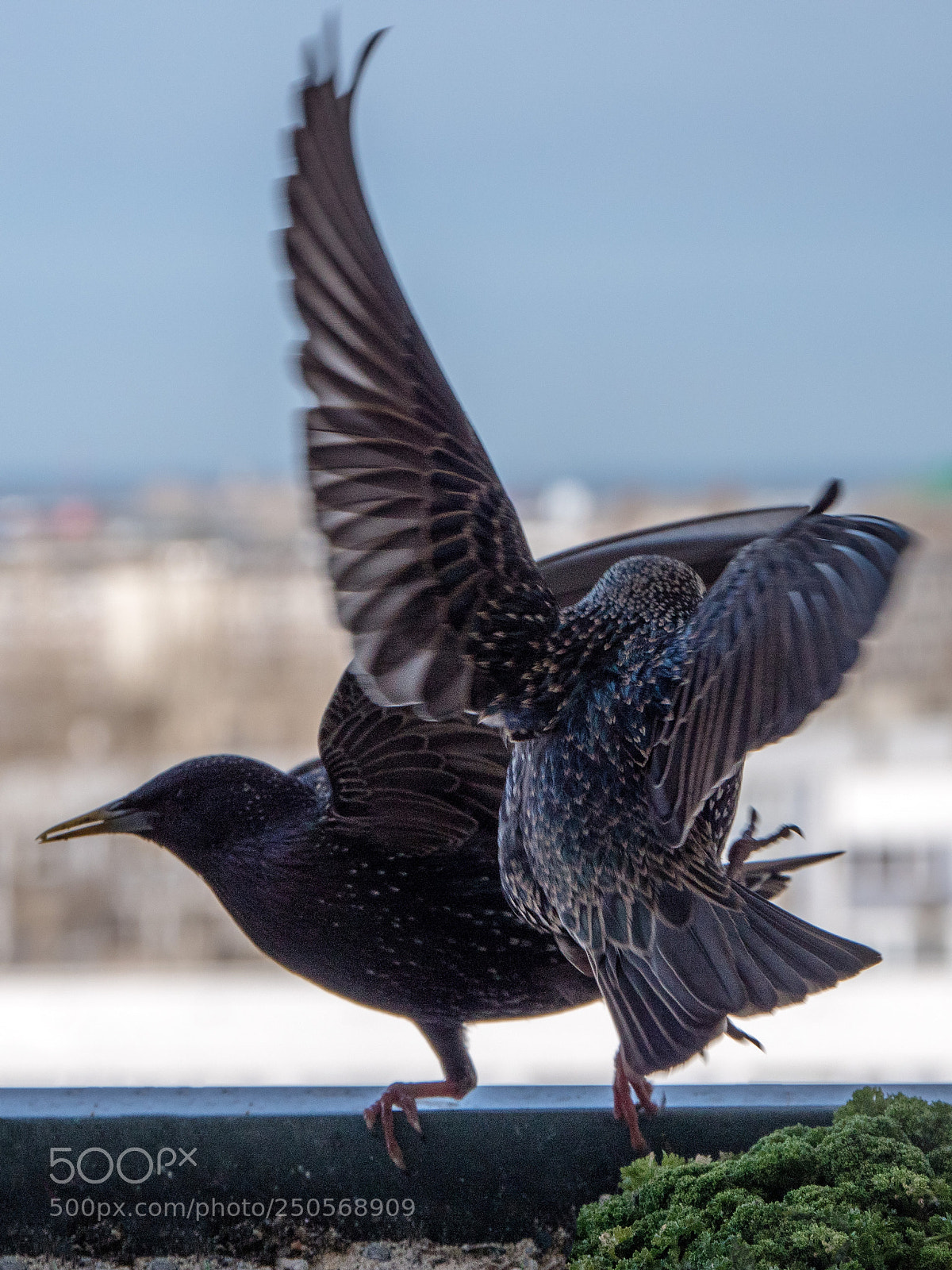 Panasonic Lumix DMC-GX8 sample photo. Battle photography