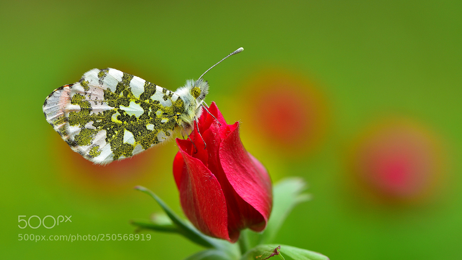 Nikon D810 sample photo. Turuncu s sl anthocharis photography