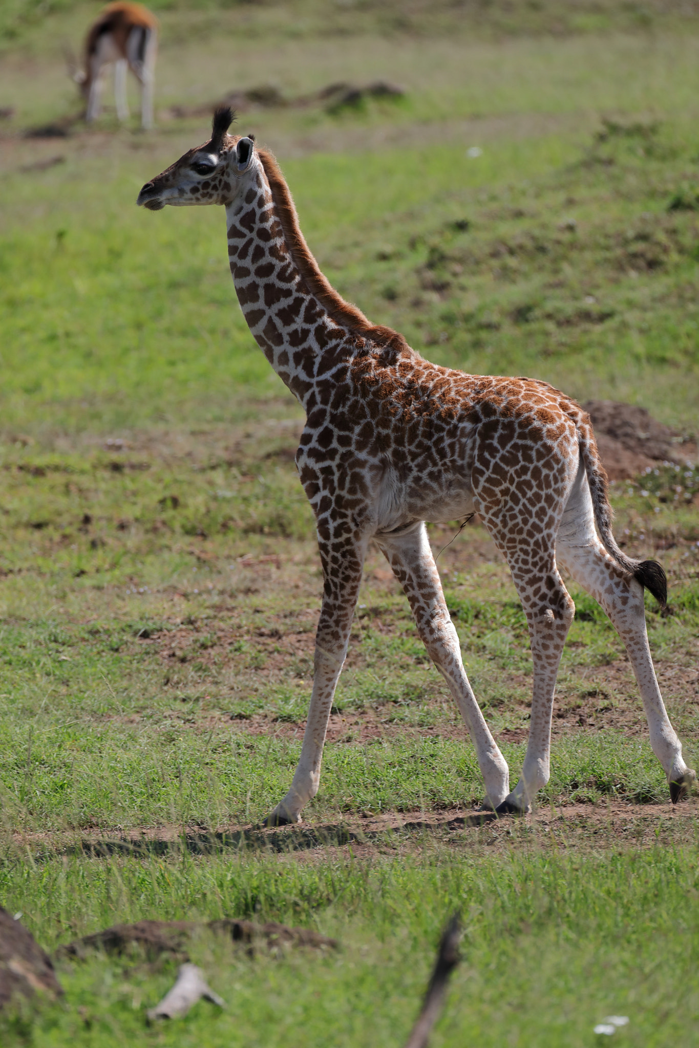 Canon EF 500mm F4L IS USM sample photo. Baby giraffe photography