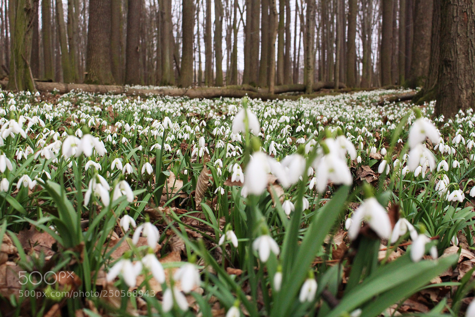 Canon EOS 100D (EOS Rebel SL1 / EOS Kiss X7) sample photo. Spring forest photography